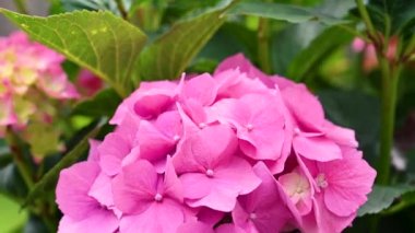 Çiçek açan pembe ortanca çiçeği çalısı. Yaz bahçesinde taze pembe çiçekler.