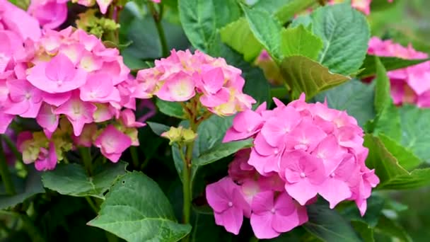 Die Rosa Hortensie Blüht Voller Blüte Frisch Rosa Blüten Sommergarten — Stockvideo