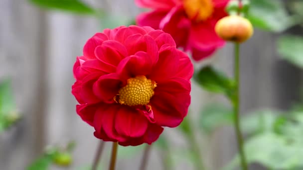 Rote Dahlie Pom Pom Blume Auf Grünem Hintergrund Sommerliche Gartenblumen — Stockvideo