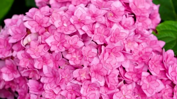 Ροζ Ανθισμένος Θάμνος Ορτανσίας Φρέσκα Ροζ Λουλούδια Στον Καλοκαιρινό Κήπο — Αρχείο Βίντεο