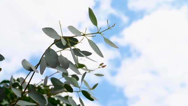 Гілка Дерева Евкаліпта Рухається Фоні Блакитного Літнього Неба — стокове відео