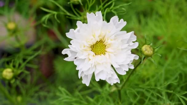 美しい白いコスモスダブルフラワー 毎年美しい花 — ストック動画