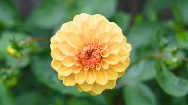 Gelbe Dahlie Pom Pom Blume Auf Grünem Hintergrund Sommerliche Gartenblumen — Stockvideo