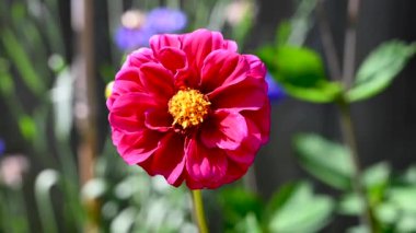 Bahçede çiçek açan yaz çiçekleri. Red Dahlias çiçek açtı. Yüksek kalite 4k görüntü