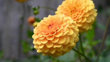 Bahçede çiçek açan yaz çiçekleri. Sarı Dahlias ponponu. Yüksek kalite 4k görüntü