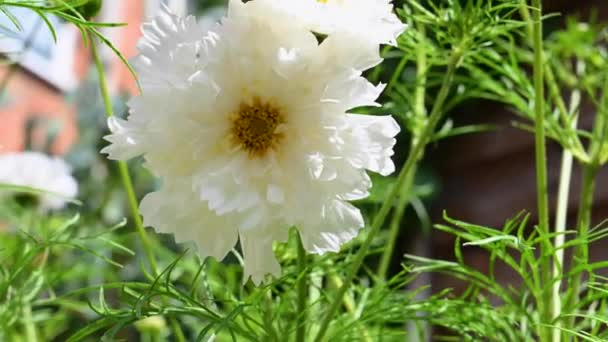 Cosmos Bipinnatus Διπλό Λευκό Λουλούδι Στον Κήπο Ανθισμένα Καλοκαιρινά Λουλούδια — Αρχείο Βίντεο