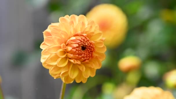 Lato Kwitnące Kwiaty Ogrodzie Żółty Pompon Dahliasa Wysokiej Jakości Materiał — Wideo stockowe