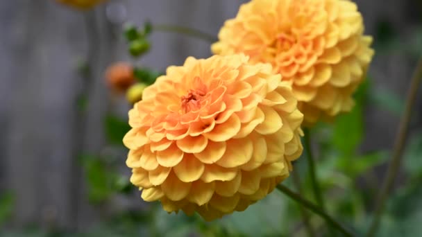 Verão Florescendo Flores Jardim Pompom Amarelo Dahlias Imagens Alta Qualidade — Vídeo de Stock