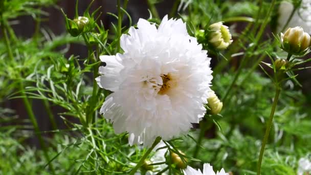 Cosmos Bipinnatus Διπλό Λευκό Λουλούδι Στον Κήπο Ανθισμένα Καλοκαιρινά Λουλούδια — Αρχείο Βίντεο