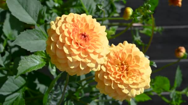 Fleurs Floraison Été Dans Jardin Pompon Jaune Dahlias Images Haute — Video