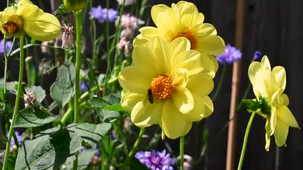 Sommerblühende Blumen Garten Gelbe Dahlien Blühen Hochwertiges Filmmaterial — Stockvideo