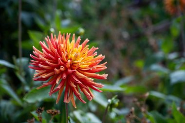 Orange Dahila ya da Garden Dahlia. Çiçek açmış yaz bahçesi çiçekleri