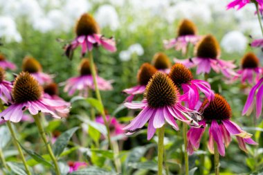Ekinezya purpurea, pembe coneflower. Yaz çiçekli arka plan.