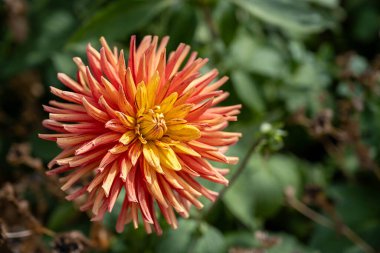 Orange Dahila ya da Garden Dahlia. Çiçek açmış yaz bahçesi çiçekleri