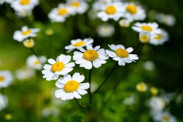 stock image Chamomile. Wild chamomile Matricaria recutita flowers in bloom. Summer floral background