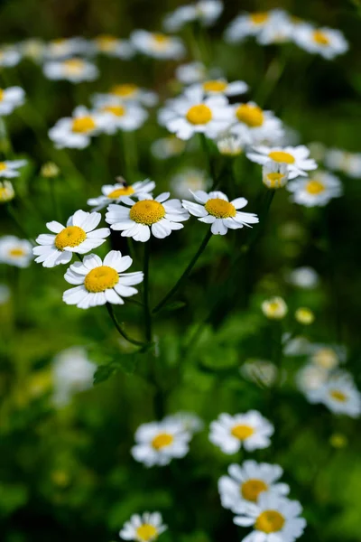Rumianek Dzikie Kwiaty Rumianku Matricaria Recutita Rozkwicie Letnie Tło Kwiatowe — Zdjęcie stockowe