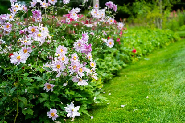 Üzüm Yaprağı Pembe Şakayık Çiçek Açmış Güzel Yaz Bahçesi — Stok fotoğraf