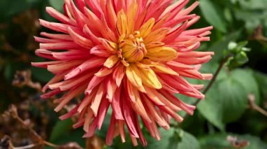 Orange Dahila ya da Garden Dahlia. Çiçek açmış yaz bahçesi çiçekleri