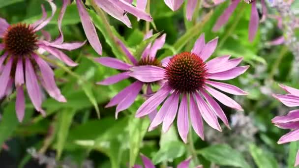エキナセア パープラー ピンク コンフラワー 夏の花の背景 — ストック動画