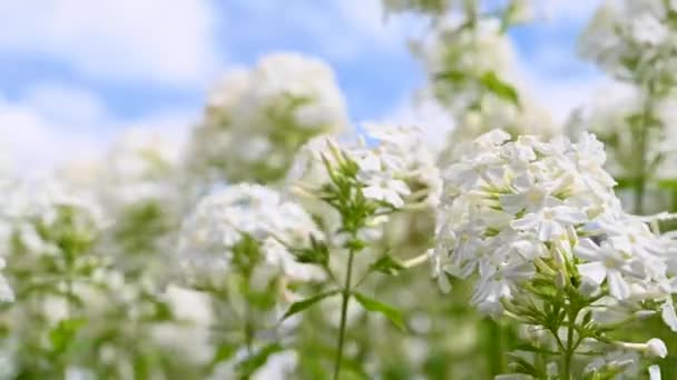 Jardín Blanco Flores Phlox Flor Hermoso Fondo Floral — Vídeos de Stock