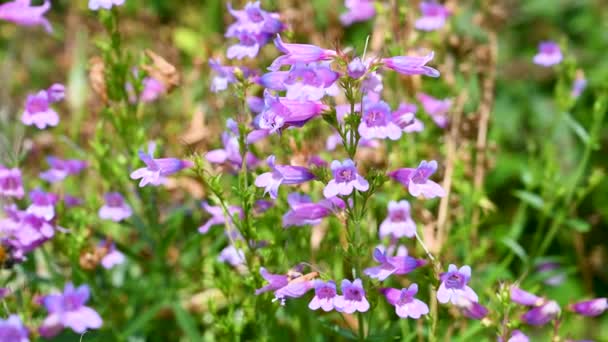 Venus Penstemon Purple Bell Flowers Summer Floral Background — Stock Video