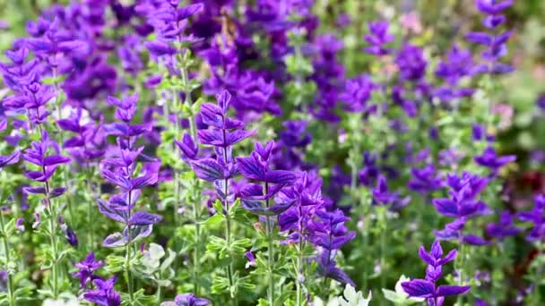 Purple Anual Clary Púrpura Salvia Coronada Barba Azul — Vídeos de Stock