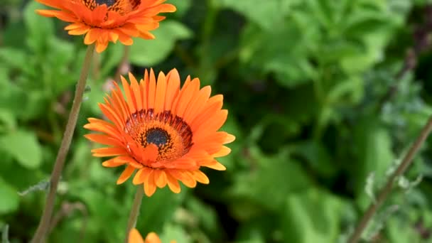 橙色的Gerbera菊花 或也叫Barberton菊花 非洲菊花 — 图库视频影像