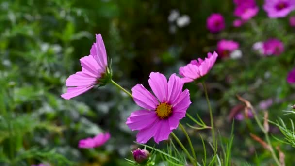 Фиолетовые Космические Цветы Саду Красивые Летние Цветы Фоне — стоковое видео