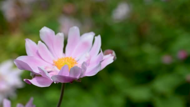 Druvblad Rosa Anemon Blomma Blom Vacker Sommarträdgård — Stockvideo