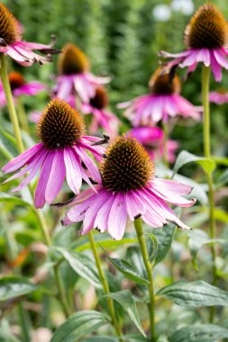 Ekinezya purpurea, pembe coneflower. Yaz çiçekli arka plan.