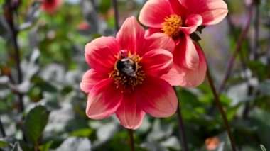 Orange Dahila ya da Garden Dahlia. Çiçek açmış yaz bahçesi çiçekleri