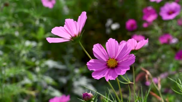 Фиолетовые Космические Цветы Саду Красивые Летние Цветы Фоне — стоковое видео