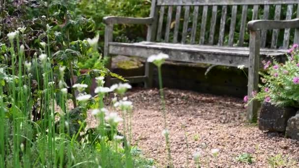Englischer Blühender Sommergarten Mit Einer Alten Bank Entspannter Und Beruhigender — Stockvideo