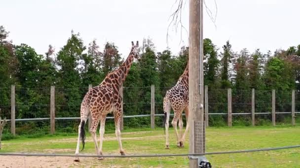 Zwei Giraffen Zoo Spazieren — Stockvideo
