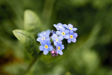 Unutma, yeşil arka planda mavi makro çiçekleri var. Baharda açan çiçekler.