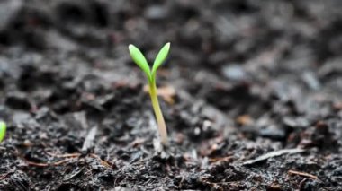 Topraktan yeni filizlenen yavru, yeni yaşam konsepti