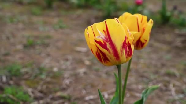 Žluté Tulipány Jarní Květiny Rostoucí Poli Krásné Květiny Selektivní Zaměření — Stock video