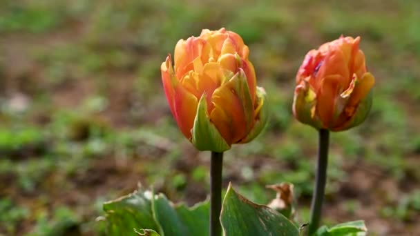 Tulips Closeup Orange Tulips Growing Field Beautiful Spring Flowers — Stock Video