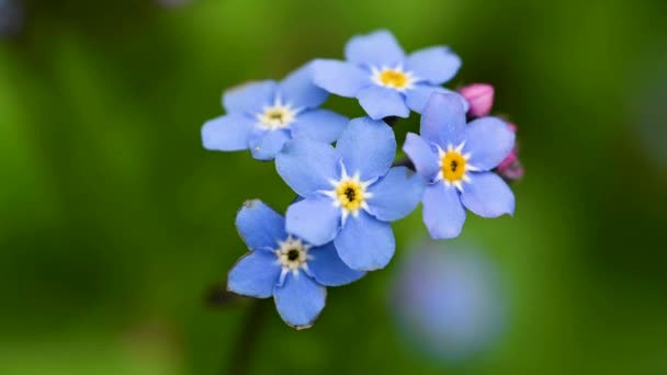 Forget Λουλούδι Μακροεντολή Μπλε Λουλούδια Ένα Πράσινο Φόντο Ανθισμένα Λουλούδια — Αρχείο Βίντεο