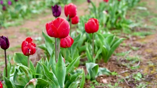 Red Tulips Growing Field Beautiful Flowers Selective Focus — Stock Video