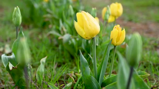 Tulipanes Amarillos Flores Primaverales Creciendo Campo Hermosas Flores Enfoque Selectivo — Vídeo de stock