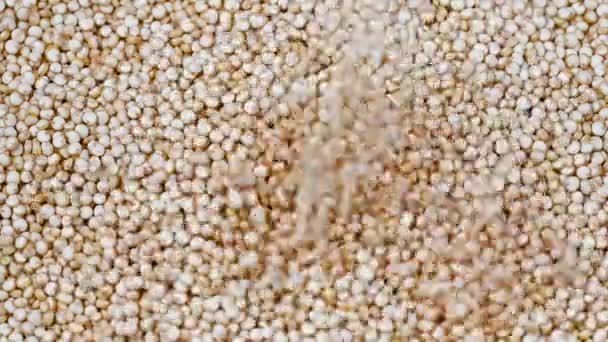 Quinoa Okokt Konsistens Makro Selektivt Fokus Långsamma Rörelser — Stockvideo