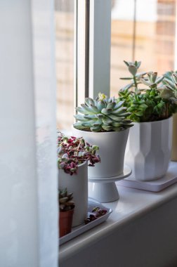 Echeveria, succulent plants in pots on windowsil, Indoor decorative plant