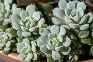 Saksıda sulu bitkiler, kapalı alanda dekoratif bitkiler.