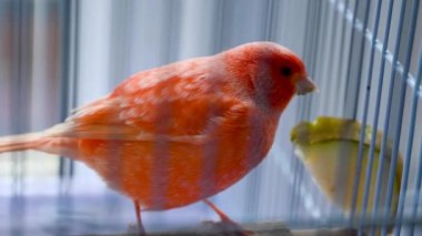 Kafeste armut yiyen pembe kırmızı bir kanarya. Evdeki kuş yavruları.