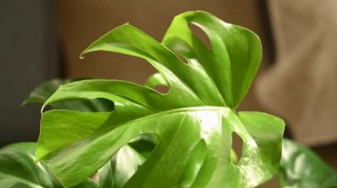 Monstera deliciosa yaprakları, kapalı bitkiler, güzel günbatımı ışığı olan tropikal bitkiler..
