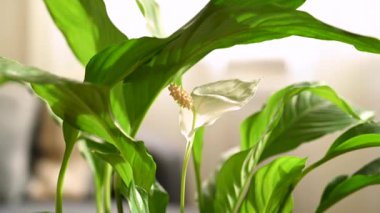 Spatthiphyllum Huzuru. Salon bitkileri. Gün batımı.