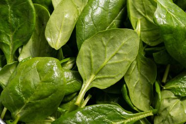 Taze ıspanak yeşili yapraklar. Sağlıklı yiyecekler. Salata yaprakları.