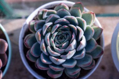 Saksıda sulu bir bitki echeveria, kapalı bir çiçek.