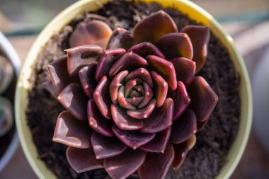 Sulu bitki kırmızı echeveria bir saksının içinde, kapalı bir çiçekte.